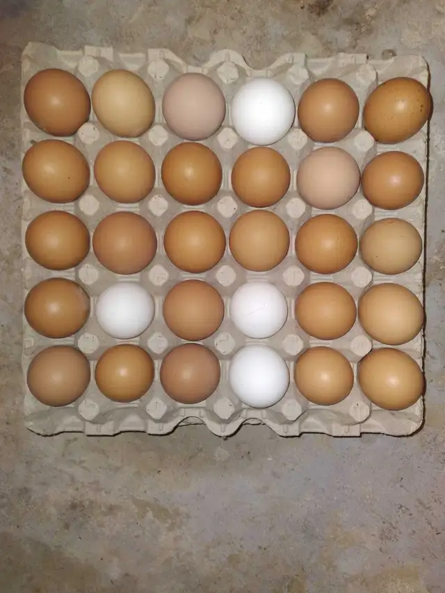 Fresh Farm Eggs
