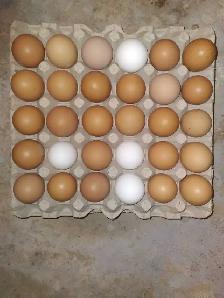 Fresh Farm Eggs