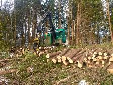 LAND CLEARING • TREE REMOVAL • ROAD BUILDING • LOGGING - Photo 4