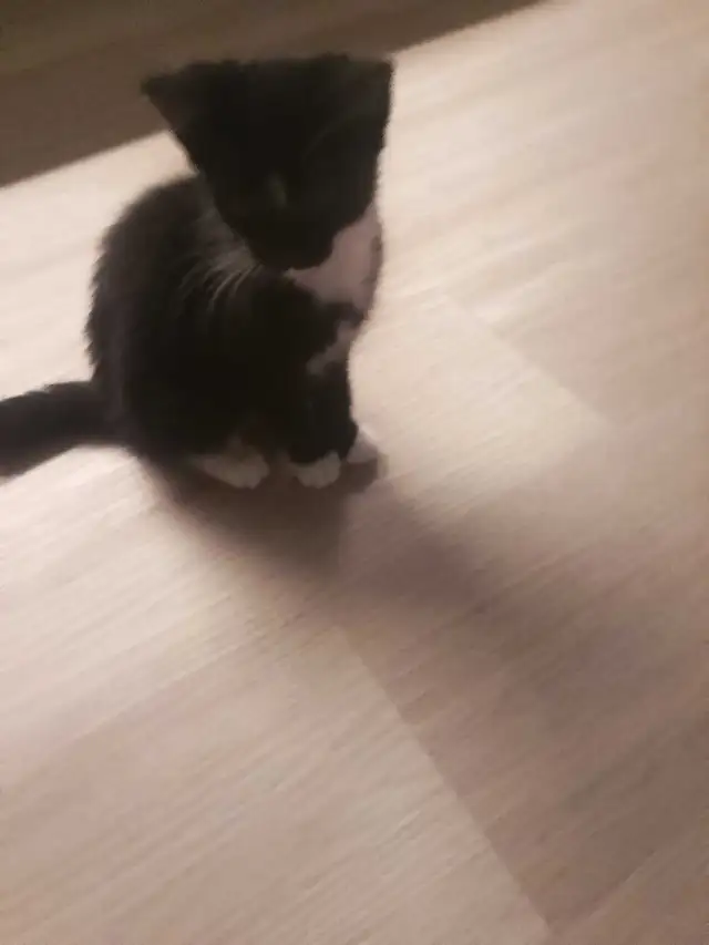 Cute Cuddly Tuxedo Kitten (Going on 3 months)