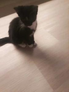 Cute Cuddly Tuxedo Kitten (Going on 3 months)