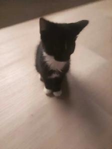 Cute Cuddly Tuxedo Kitten (Going on 3 months) - Photo 2