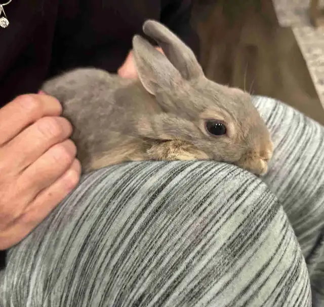 young rabbit needs rehoming (read description)