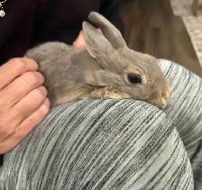 young rabbit needs rehoming (read description)