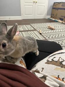 young rabbit needs rehoming (read description) - Photo 2