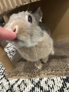 young rabbit needs rehoming (read description) - Photo 3