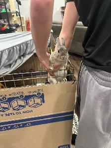 young rabbit needs rehoming (read description) - Photo 4