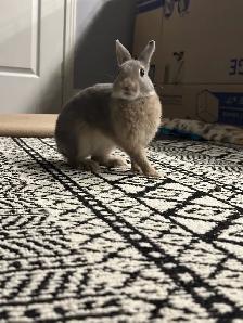 young rabbit needs rehoming (read description) - Photo 5