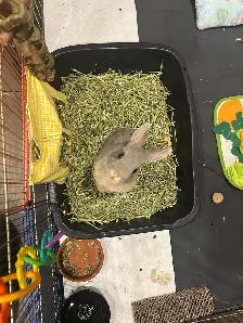 young rabbit needs rehoming (read description) - Photo 6