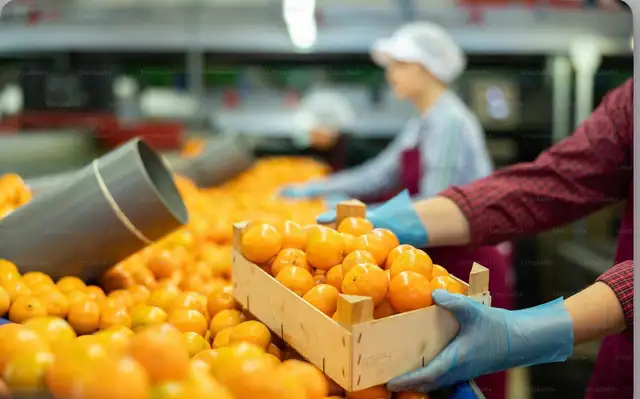 fruit factory shift in etobicoke / cash job