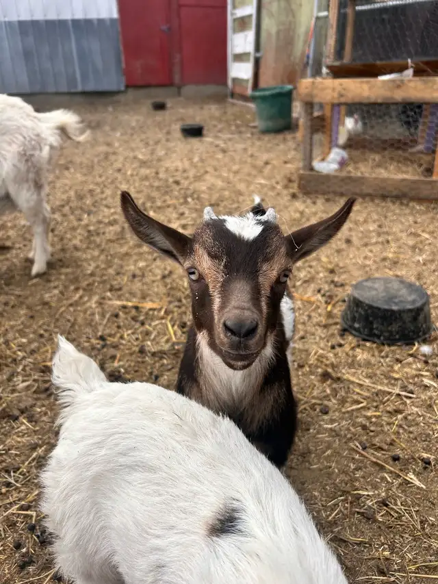 Nigerian Dwarf Buckling