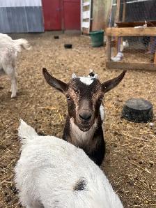 Nigerian Dwarf Buckling