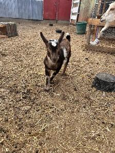 Nigerian Dwarf Buckling - Photo 2