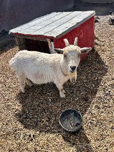 Nigerian Dwarf Buckling - Photo 3