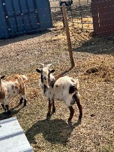 Nigerian Dwarf Buckling - Photo 4
