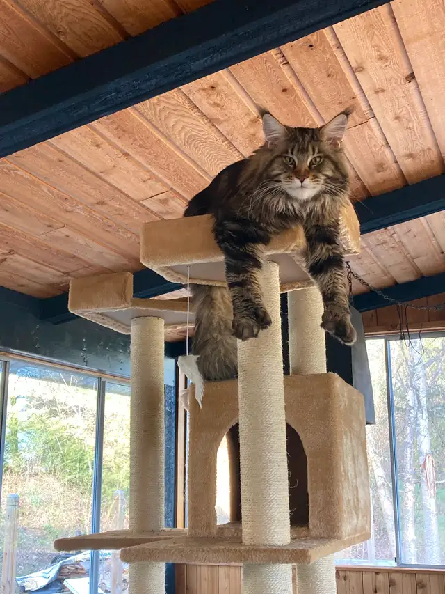 Main coon X Kittens polydactyles
