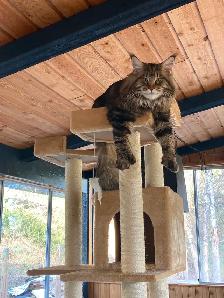 Main coon X Kittens polydactyles