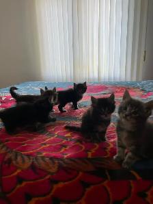 Main coon X Kittens polydactyles - Photo 2