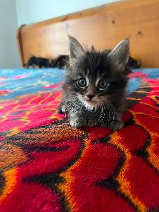 Main coon X Kittens polydactyles - Photo 3