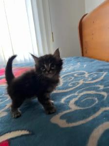 Main coon X Kittens polydactyles - Photo 4