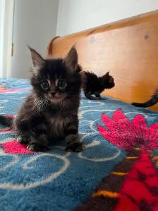 Main coon X Kittens polydactyles - Photo 5