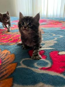 Main coon X Kittens polydactyles - Photo 6