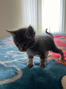 Main coon X Kittens polydactyles - Photo 7