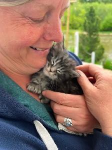 Main coon X Kittens polydactyles - Photo 8