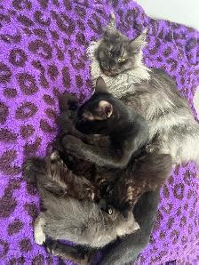 Main coon X Kittens polydactyles - Photo 9