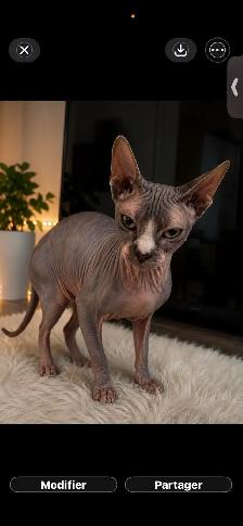 beau sphynx non castre