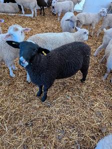 Rideau Arcott Ram Lamb