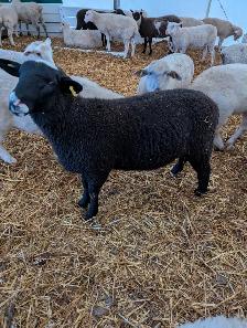 Rideau Arcott Ram Lamb - Photo 2