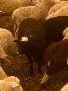 Rideau Arcott Ram Lamb - Photo 3