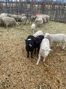 Rideau Arcott Ram Lamb - Photo 4