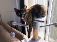 Pension pour Chat et Visites à Domicile pour chat - Photo 2