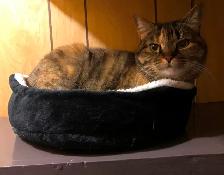 Pension pour Chat et Visites à Domicile pour chat - Photo 4