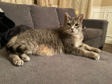 Pension pour Chat et Visites à Domicile pour chat - Photo 5