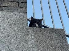 Pension pour Chat et Visites à Domicile pour chat - Photo 6
