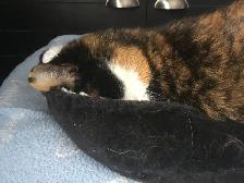 Pension pour Chat et Visites à Domicile pour chat - Photo 8