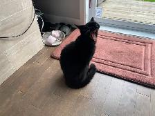 Pension pour Chat et Visites à Domicile pour chat - Photo 9