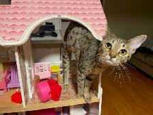 Pension pour Chat et Visites à Domicile pour chat - Photo 10