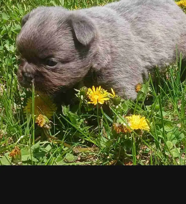 FLUFFY FRENCH BULLDOG PUPPY