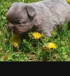 FLUFFY FRENCH BULLDOG PUPPY