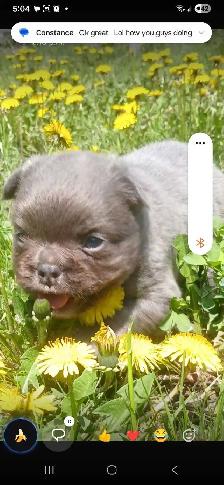 FLUFFY FRENCH BULLDOG PUPPY - Photo 2