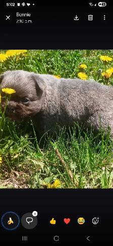 FLUFFY FRENCH BULLDOG PUPPY - Photo 3