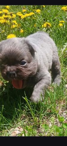 FLUFFY FRENCH BULLDOG PUPPY - Photo 4