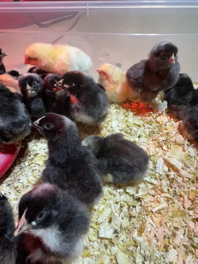 Barnyard Chicks