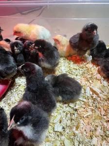 Barnyard Chicks