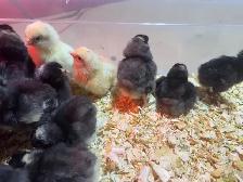Barnyard Chicks - Photo 2