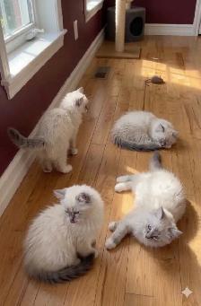 Adorable and Cute Ragdoll Kittens - Photo 2